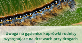 Niebezpieczny szkodnik przy drogach powiatowych