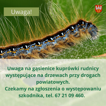 Niebezpieczny szkodnik przy drogach powiatowych