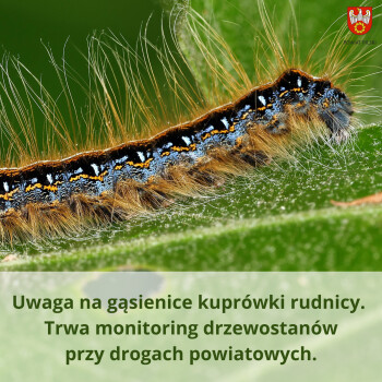 Uwaga na niebezpieczny szkodnik