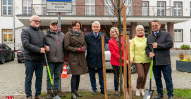Przed budynkiem starostwa posadzono 25 nowych drzew
